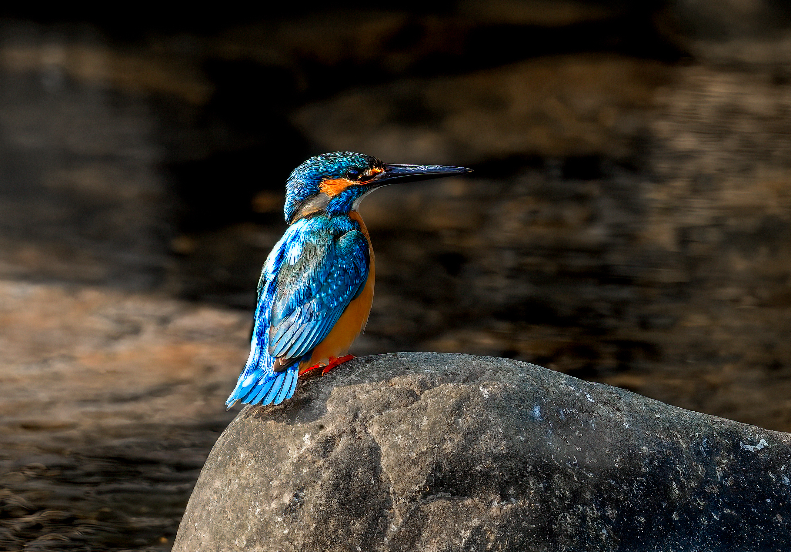 Professional Bird Photography