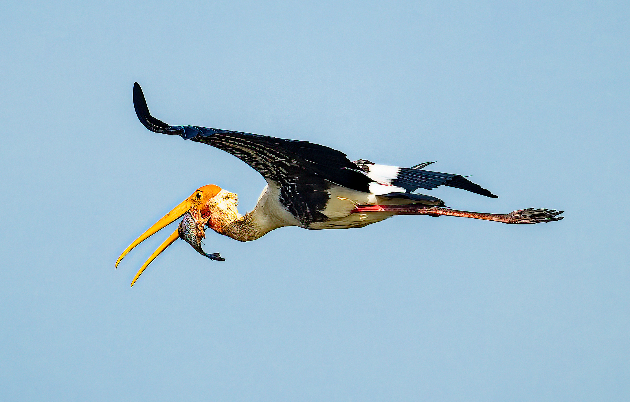 Professional Bird Photography