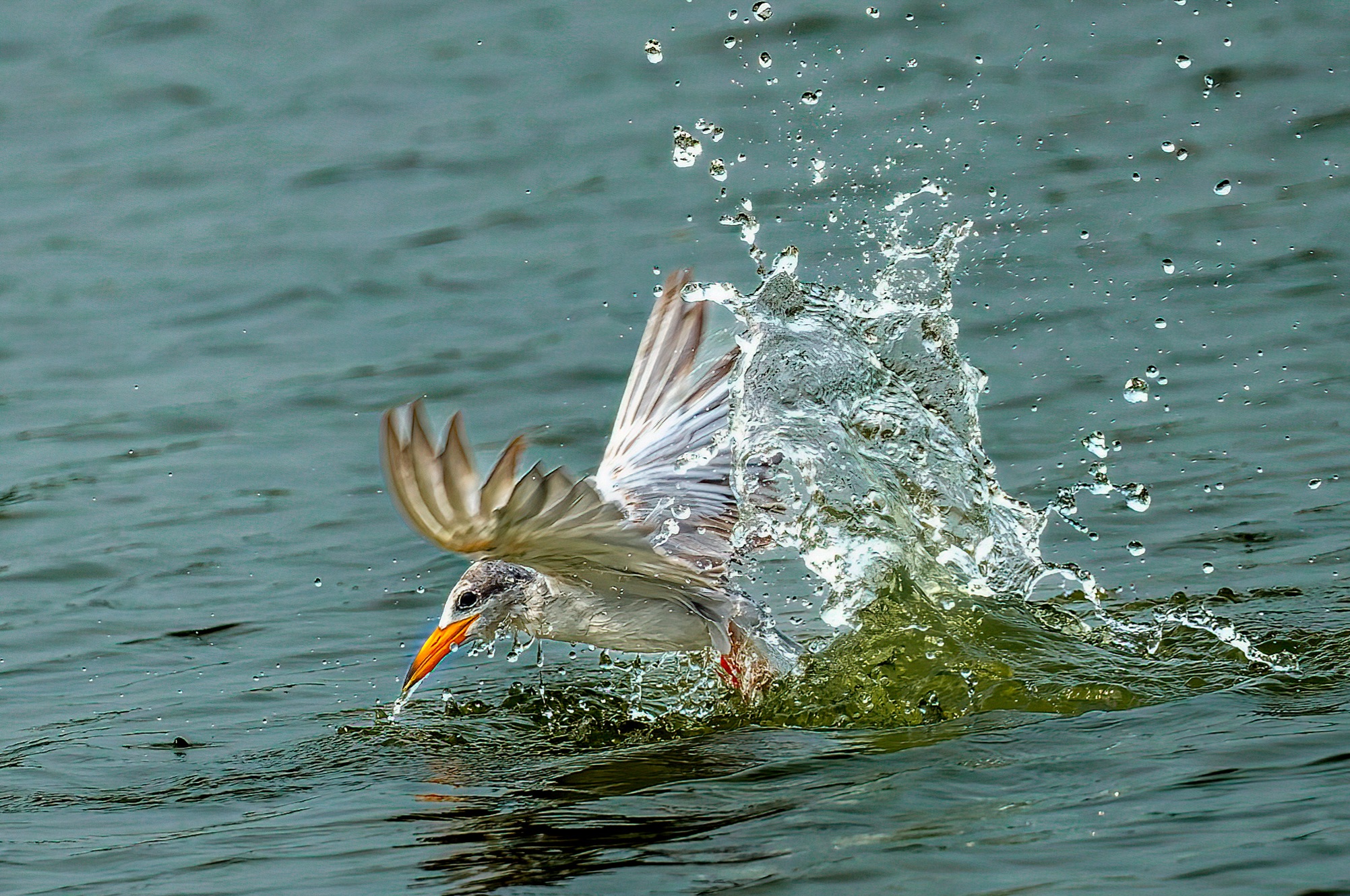 Professional Bird Photography
